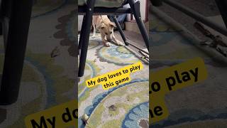 My dog jack loves to play this game #dogplaying #jackthedog #mydog  jack the dog king
