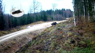 Wild boar and red deers driven hunting in Latvia in december