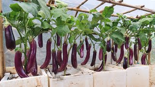 Revealed:The secret to growing eggplant in a greenhouse for many fruits