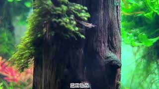 魔幻森林的水草有哪些品种？一起来看看吧#造景 #造景鱼缸 #鱼缸