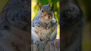 What a beautiful squirrel #love