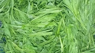 বাঙালি কলাই শাক ভাজি || Bangladeshi Kolai Shak Vaji || Grass Peas Recipe ||