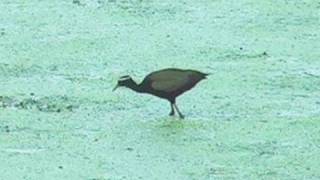 Bronze Winged Jacana  Bharatpur  Rajasthan