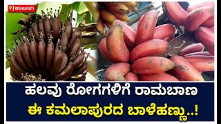 Kalaburagi: panacea for diseases this banana of Kamalapur | Red Banana | Immunity Booster | Vijay Karnataka