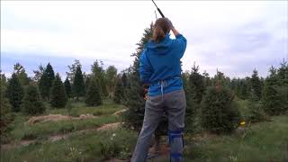 Shearing Balsam Fir