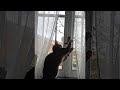Cat Attempting to Open Window Succeeds || ViralHog