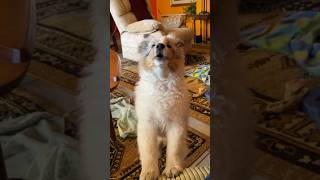 Learning Howling Skills! I’m a pro! #bluemerle #puppy #sheltie #dog