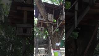 Tree house in Jahanabad Cantonment Park | Maksud Reza | Travel | Blog | Jahanabad Park  #Shorts 24