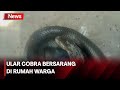 Petugas Damkar Evakuasi Ular Cobra yang Bersarang Dirumah Warga di Cirebon