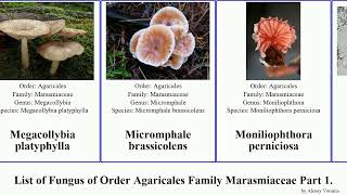 List of Fungus of Order Agaricales Family Marasmiaceae Part 2. marasmius mycetinis omphalotus