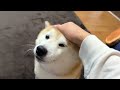 shibe is informed about a magazine article he was featured in but his attitude is inappropriate.