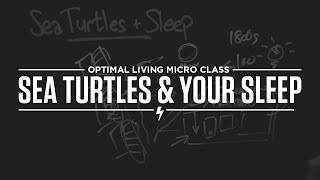 Micro Class: Sea Turtles & Your Sleep