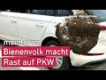 Bienenvolk macht Rast auf Pkw –  Alle folgen der Königin  | maintower