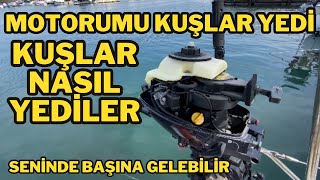 YELKENLİ VE TEKNECİLER MOTORUMU KUŞLAR YEDİ RESMEN  MOTORA SALDIRDILAR.#sıfırdanyelkenciolmak