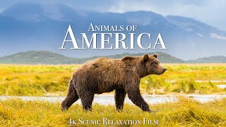 Animals of America 4K - Scenic Wildlife Film With Calming Music