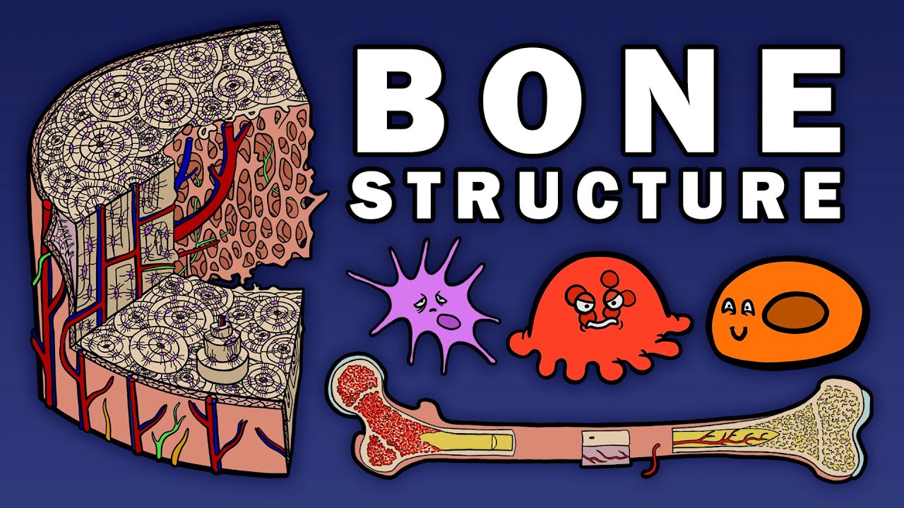 Bone Structure Youtube