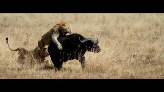 Pride Of Lions Hunting Buffalo | Buffalo breaks Tail light | Lion Vs Buffalo #Kruger #Big5 #LionHunt