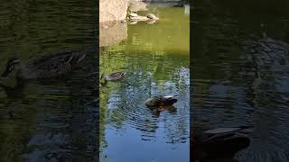 公園のアヒル🦆🦆 #ducks #birds #nature #relax #turtle #japan #urawa