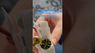 Carnivorous plants UNBOXING! #unboxing #carnivorousplants #plantsvszombies #venusflytrap