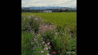 寝屋川市寝屋川公園の風景、秋桜と、黄金色に輝く稲穂  JR学研都市線