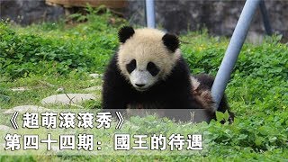 《超萌滾滾秀》第四十四期：國王的待遇 | iPanda