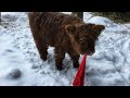 scottish highland cattle in finland christmas calf photo shoot 2017