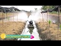 Agriculture In Thailand. Coconut Planting