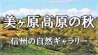 【信州の自然ギャラリー】90.美ヶ原高原の秋