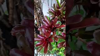 Beautiful Bromeliads!! #shorts