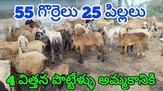 55 గొర్రెలు 25 పిల్లలు 8008994774 విత్తన పొట్టేళ్ళు అమ్మకానికి