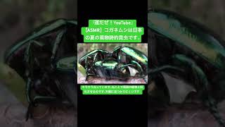 【ASMR】コガネムシは日本の夏の風物詩的昆虫です。 #sdgs #クワガタ #虫の音 #insects #昆虫 #sound #bug #yt #虫の鳴き声 #mating #courtship