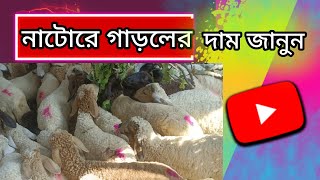 নাটোর তেবাড়িয়া হাটে গাড়লের দাম জানুন