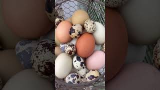 Quail eggs for allergies??