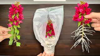 Real Treasure! Bougainvillea Branches Root Like Crazy With This Special Method