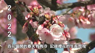 2022百花盛開的春天有夠冷 記錄櫻花的生長歷程比較