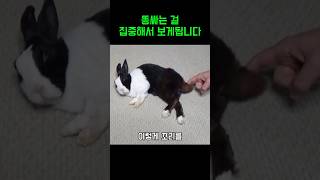 1900만명이 이 토끼를 봤습니다 🤗🐰 #귀여운 #동물 #쇼츠 #토끼 #토끼먹방