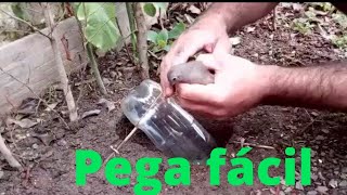 Como fazer Armadilha pra pegar pássaros fácil simples com garrafa pet#trap #survival