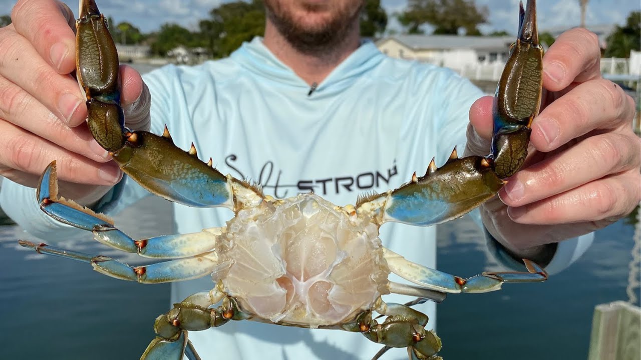 2 Steps To Clean A Blue Crab (The Quick & Easy Way) - YouTube