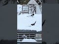 More morning magpies