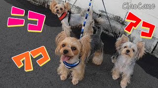 ニコワコアコ3世代で朝散歩【ヨークシャーテリア専門犬舎チャオカーネ】