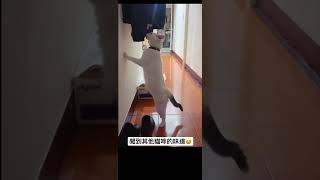 #cat 療癒吸貓系列-好奇寶寶牛奶#281