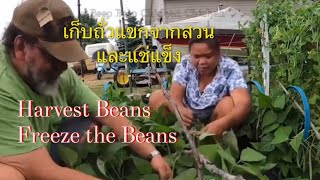 เก็บถั่วแขกและวิธีแช่แข็งเก็บไว้นานหลายเดือน Harvest the green beans, how to freeze the green beans