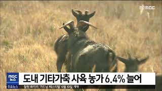 [춘천 MBC] 도내 기타 가축 사육 농가 6.4% 늘어