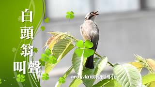 2020/05/14白頭翁叫聲@興雅國小