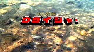 豊平川　水中動画映像　2019年9月　ウグイの幼魚がたくさん群れていた。北海道　札幌　Toyohira River Sapporo Hokkaido Japan