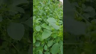 Herbal Medicinal Plant/English/ Plant Name : Kuppaimeni/Garbageman/Indian Nettle/Indian Acalypha