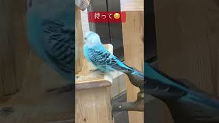 ＃インコ可愛い💕#札幌オーロラタウン小鳥の広場#インコさん達の日常