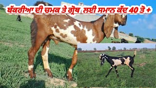 ਬੱਕਰੀਆ ਦੀ ਚਮਕ ਤੇ ਗ੍ਰੋਥ  ਲਈ ਸਮਾਨ ਕੱਦ 40 ਤੋ + #goat #farming #animals