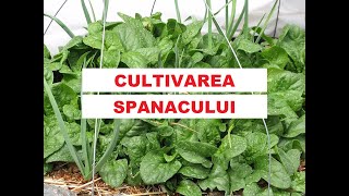 Cultivarea spanacului. Câteva reguli de aur pentru recolte bogate🌱🌱🌱