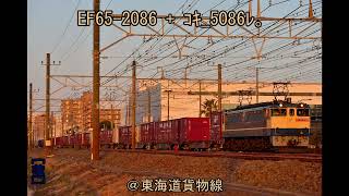 ｴﾛ光 順光 EF65 -2086  + ｺｷ_5086ﾚ 。